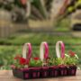 Petunia – Easy Wave Flag Mix – 306 Pack